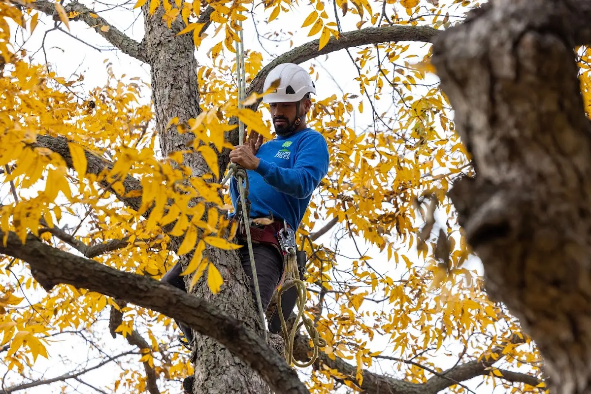 Skilled Tree Transplanting crew working in Hillsdale